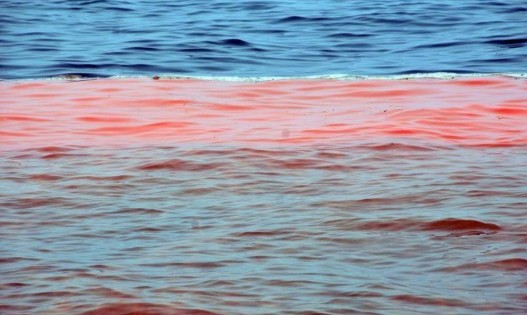 Marea Roja en retirada en Chiloé
