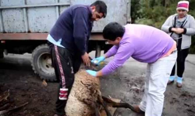 En Chiloé preocupados por ataques de perros asilvestrados