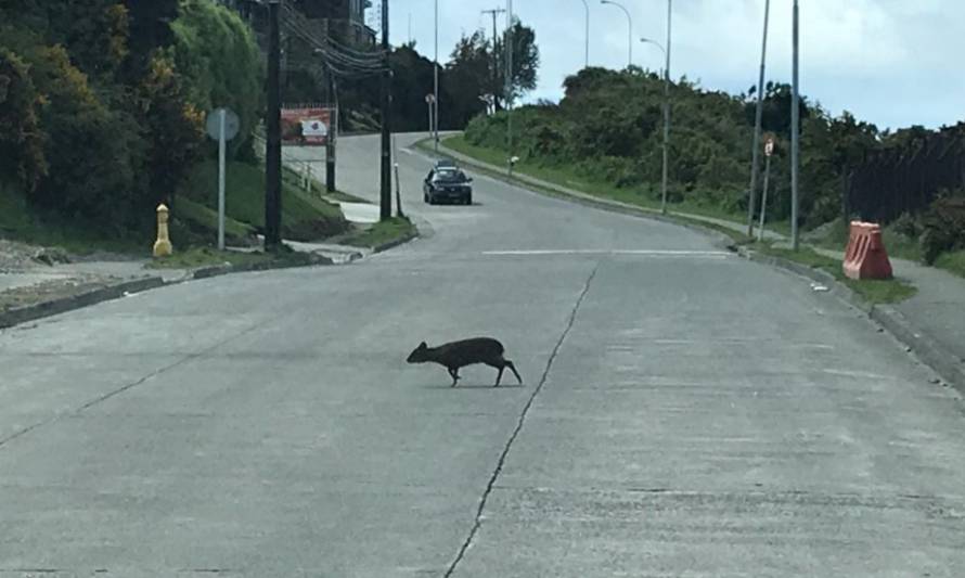 Disminución de su hábitat podría ser la causa de avistamientos de Pudúes en la ciudad