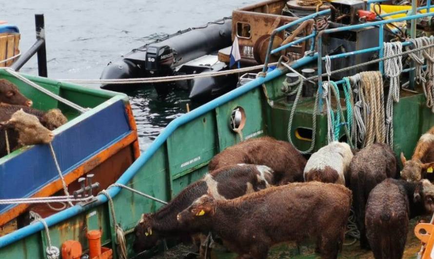 Continúan el rescate de vacunos en Coyhaique