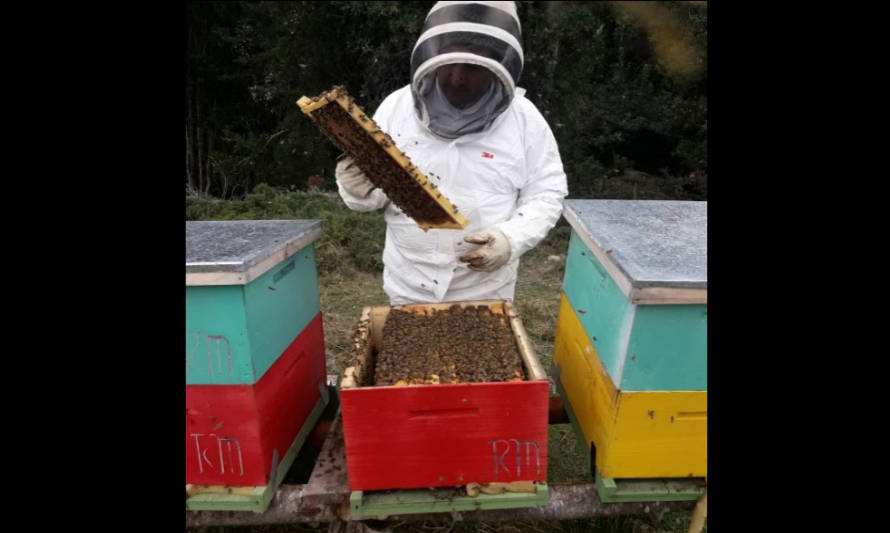 SAG detecta en Chiloé peligrosa enfermedad que amenaza a la actividad apícola