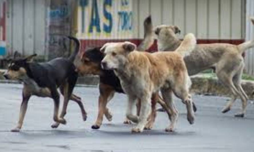 Mordeduras de perros serán competencia de fiscales y jueces de garantía