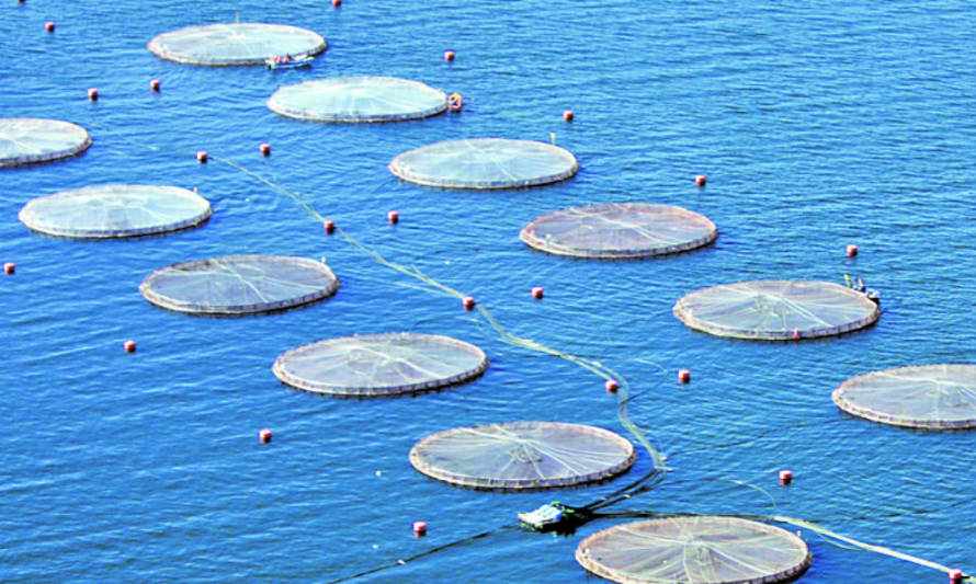 Se aprueba proyecto para que empresas salmoneras limpien fondos marinos