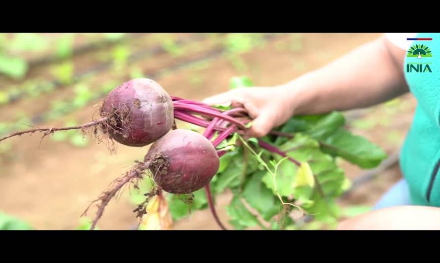 Expertos destacan importancia de la agroecología post Covid-19