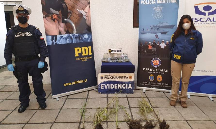 Quellón: detienen a hombre con cultivo de marihuana en su  casa