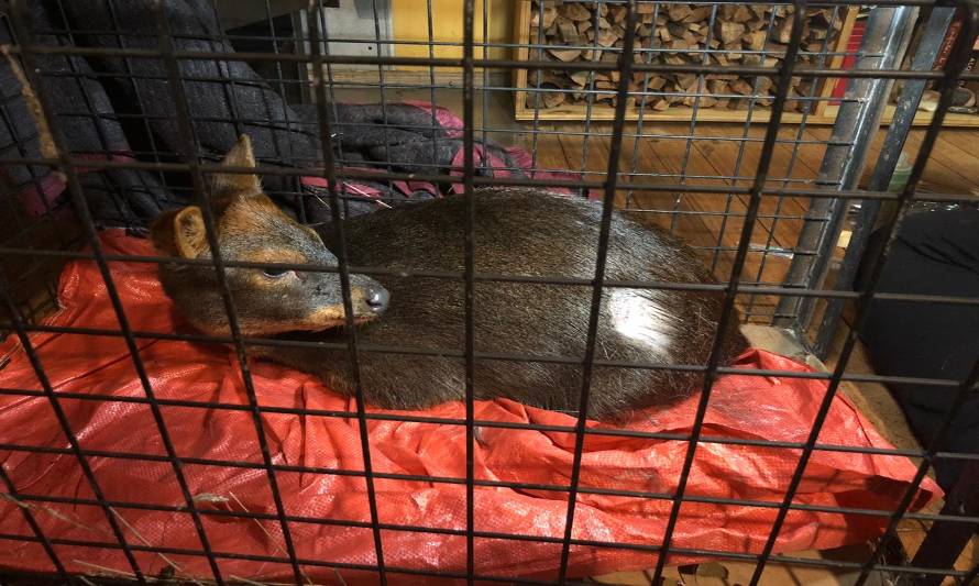 Guardaparques de CONAF y vecinos rescatan pudú en el Parque Nacional Chiloé