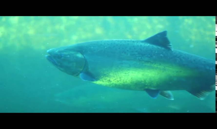 Dirigentes de la pesca artesanal inquietos por escapes de salmones en la zona sur del país
