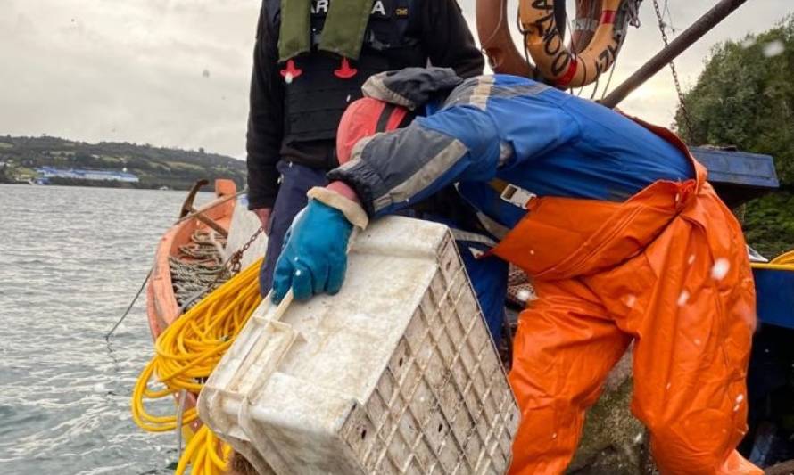 Policía Marítima incauta 157 kilos de erizo en Chonchi