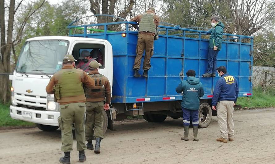 PDI realiza operativo en la feria ganadera de Río Bueno