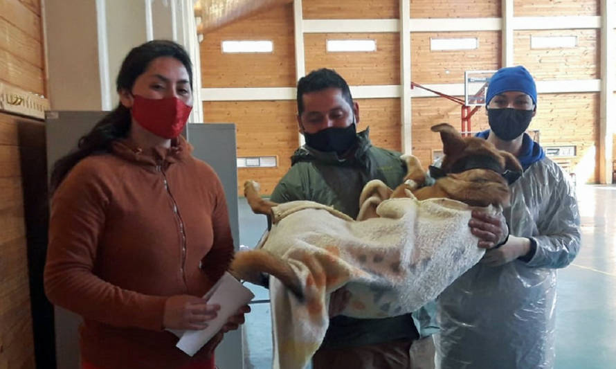 Se realizó jornada de esterilización de mascotas en la comuna de Dalcahue
