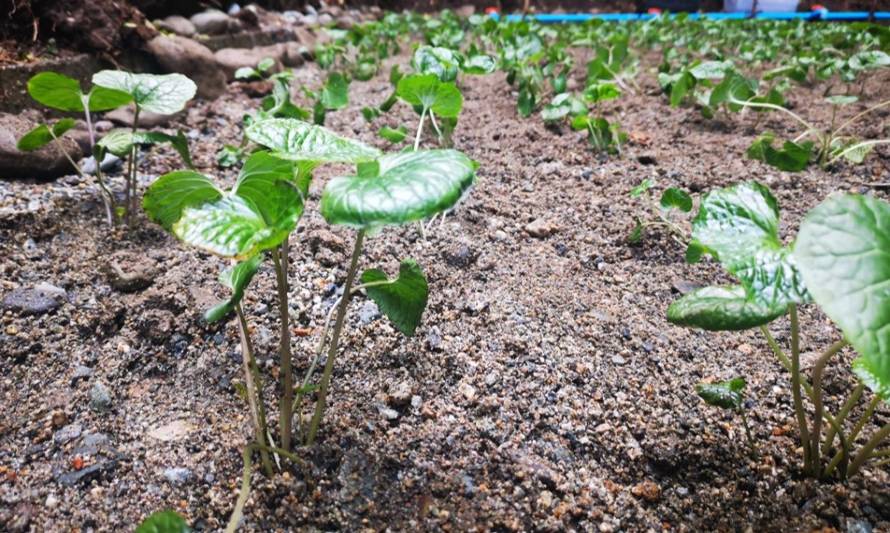 En Cochamó se elabora el primer wasabi producido en Latinoamerica