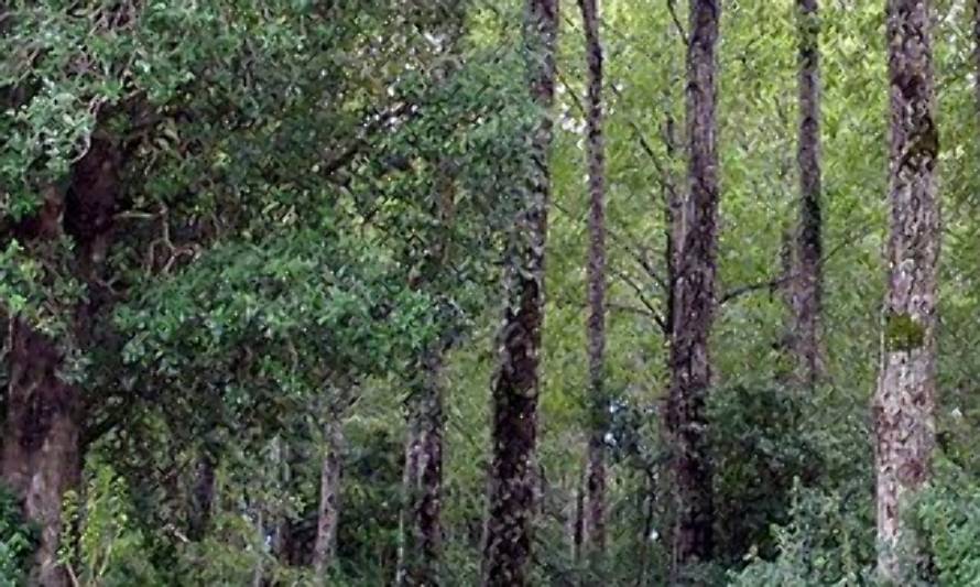 Chile avanza en ranking de desarrollo humano y ambiental impulsado por rol de los bosques