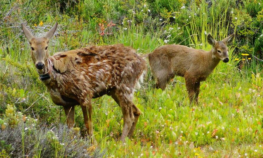 Realizan operativo para restaurar la salud de cría de huemul en Cerro Castillo