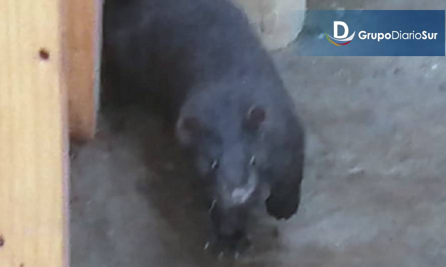 Encontraron un visón en el patio de una casa en Ancud