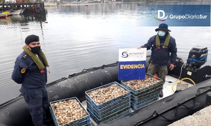 Sacaban ostras de banco natural y las hacían pasar como de cultivo