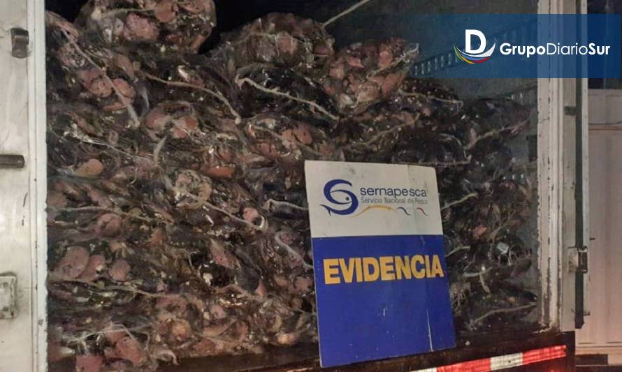 Incautan camión y más de una tonelada de recursos del mar en Ancud