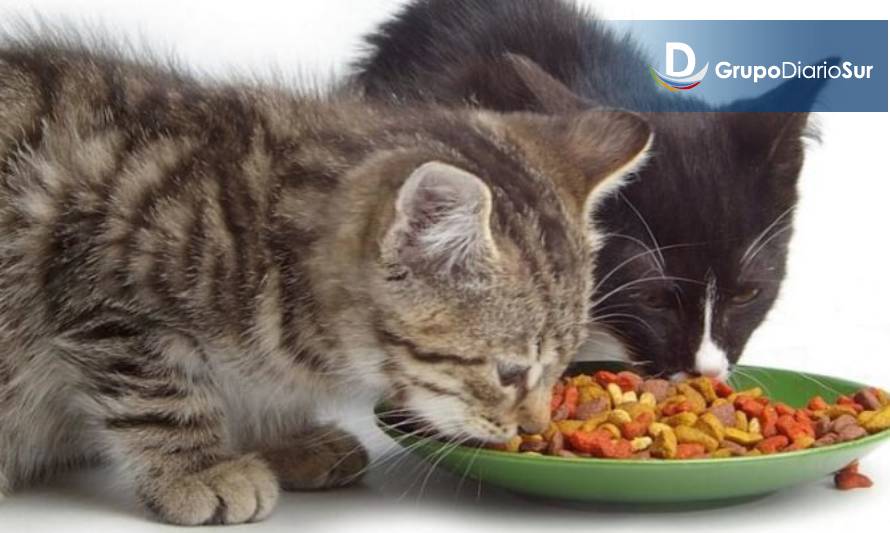 Sernac abre consulta ciudadana sobre caso de alimentos “Master Cat Gatitos”