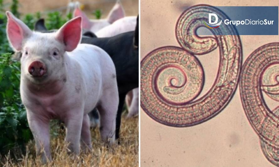 Municipio de Dalcahue invita a realizar examen de triquinosis a cerdos faenados