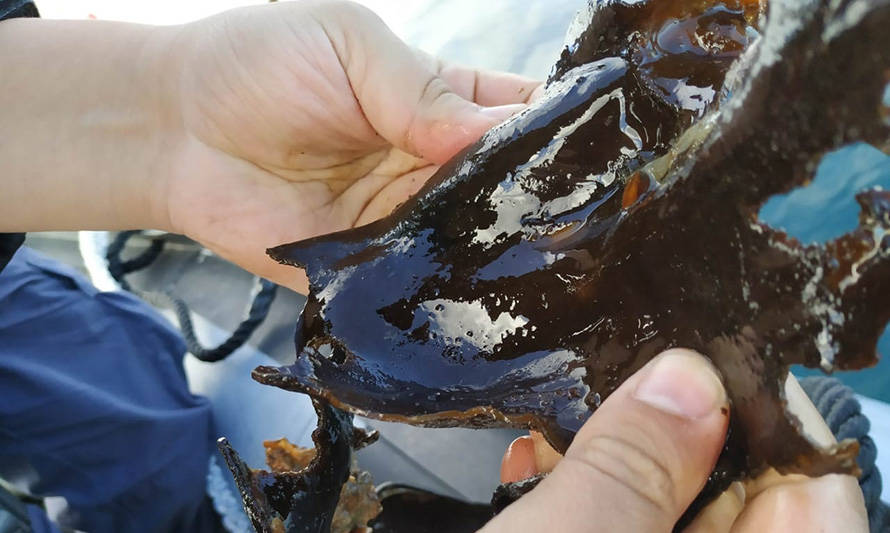 Calbuco: Sernapesca interpone denuncia por cultivo ilegal de alga invasiva en canal Caicaén