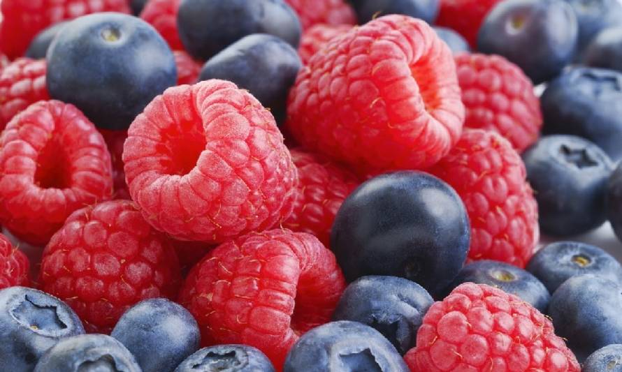 Expertos de INIA dan recomendaciones sobre producción y manejo de berries en época de otoño-invierno 