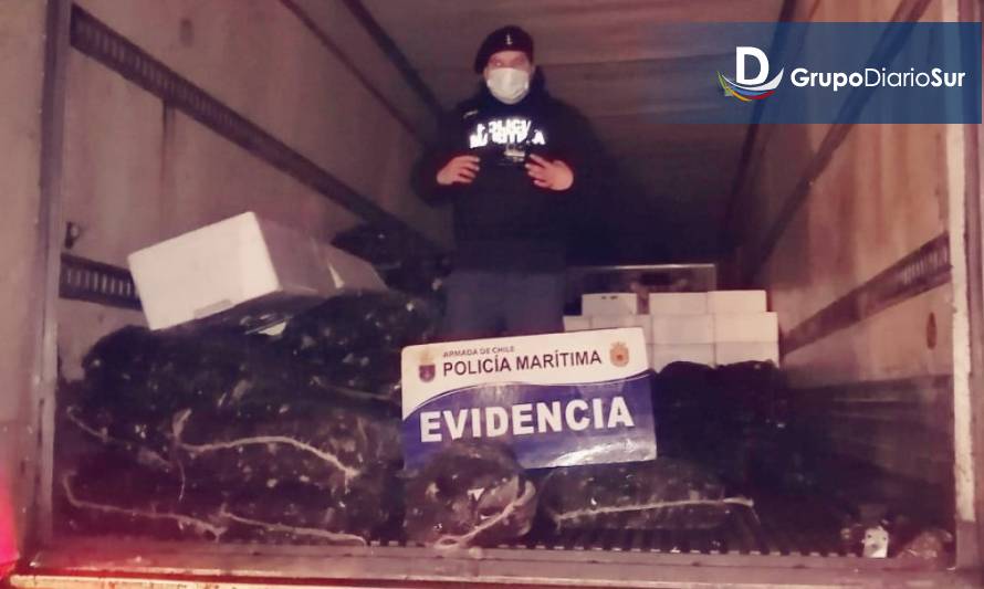 Policía Marítima incautó centenares de kilos de cholga en Ancud