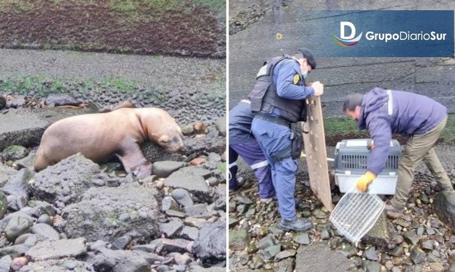 Personal de la Armada y Sernapesca rescataron a lobo marino en Ancud