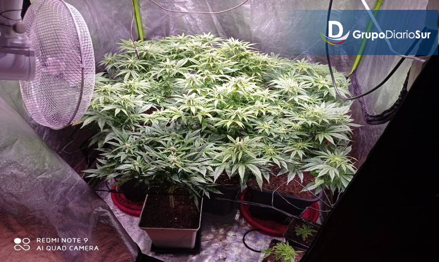 Descubren 8 plantas de marihuana dentro de una vivienda en Rahue