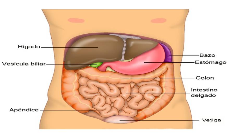 Cuidado del hígado es clave para prevenir la Hepatitis