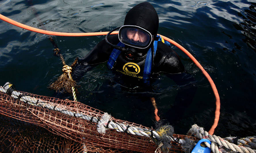 SalmonChile y empresas lanzan estándar para mejorar la seguridad de buzos acuícolas 