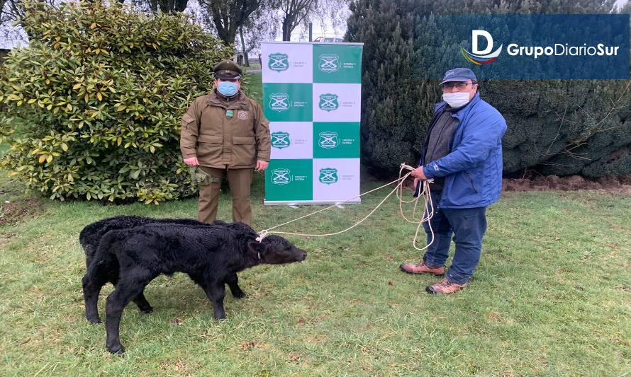 Recuperan dos terneros robados en Fundo de Puyehue