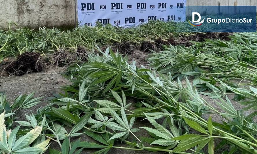 Un detenido en Castro por mantener cultivo de marihuana en su casa