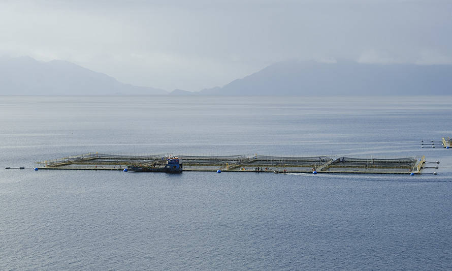 Comisión de Medio Ambiente del Senado conoció brechas de la industria salmonera en materia de derechos humanos