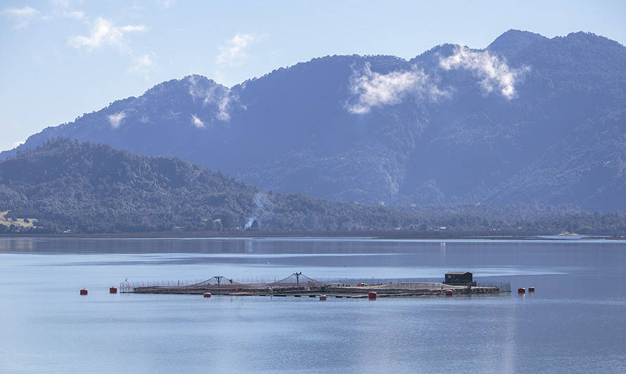 AquaChile acusa pérdida de competitividad de la industria salmonera: “Existe una sobrerregulación que debe ser revisada”