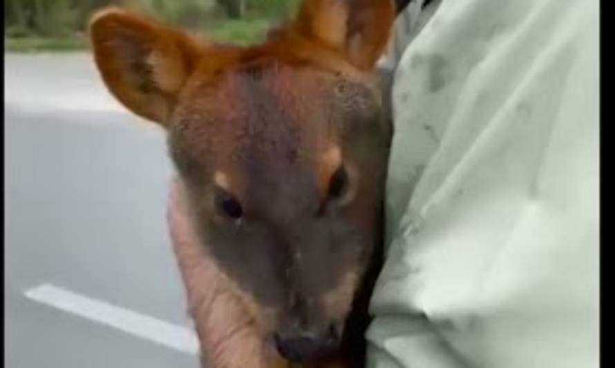 Reconocieron a Subteniente de Carabineros que rescató un pudú en la ruta 5