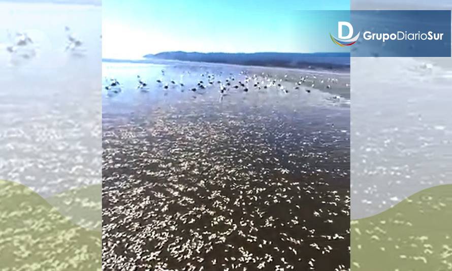 Varazón de machas se registró en playa de Chonchi