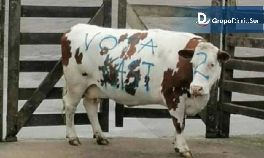 Caso vaca rayada: Presentaron querella por maltrato animal 