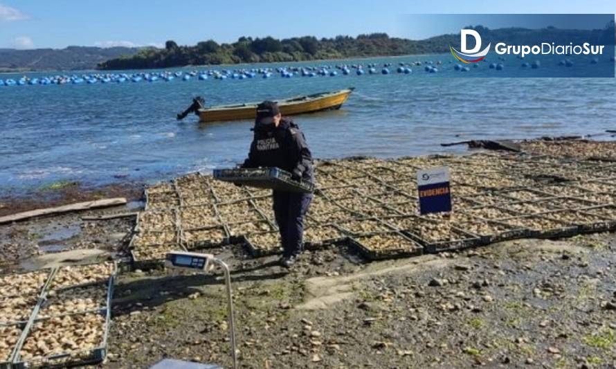 Armada incautó más de 2 toneladas de ostras en Ancud