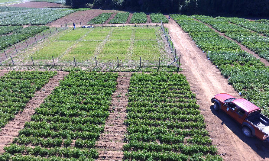 INIA implementará uso de drones y cámaras termales para generar nuevas variedades de papa mejor adaptadas al cambio climático