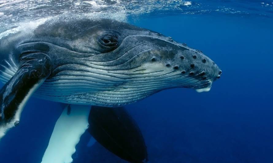 Día Mundial de las Ballenas: Conoce más sobre su increíble poder de comunicación 