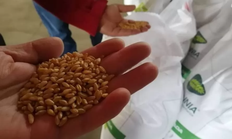Cambio climático: INIA desarrolla trigo altamente tolerante a la falta de agua