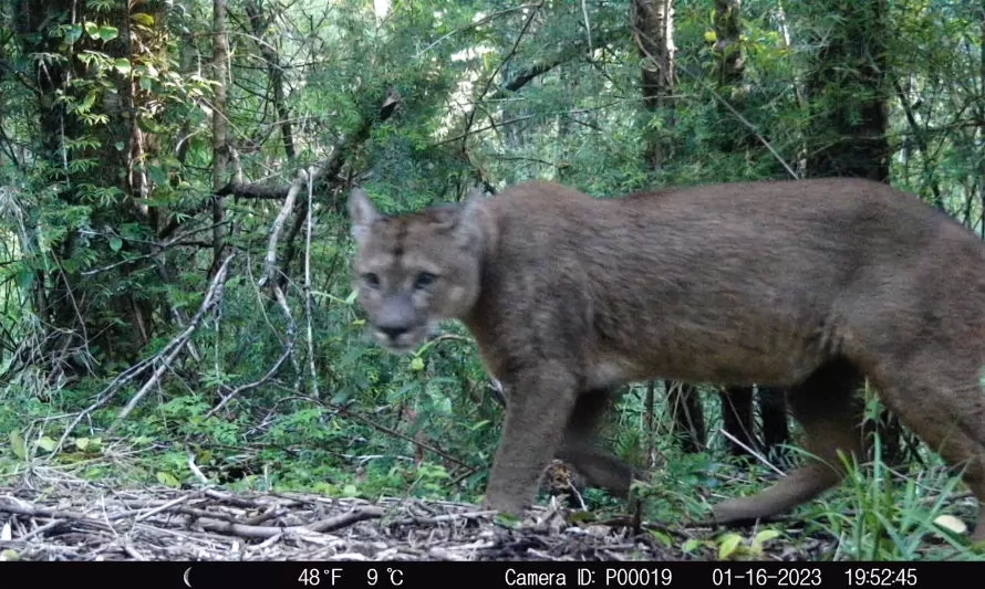 Cámaras trampa confirman alta presencia de fauna nativa en el Parque Nacional Puyehue