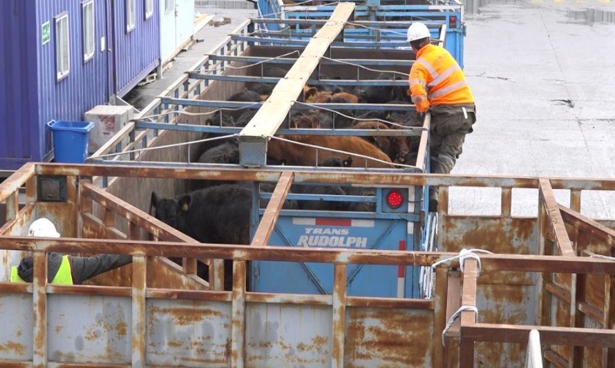 Cuatro mil vaquillas zarpan a China desde Puerto Montt