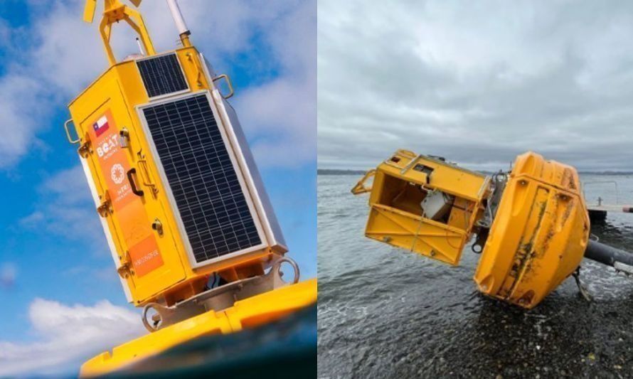 Destruyen boya inteligente que resguarda y monitorea ballenas en Chiloé