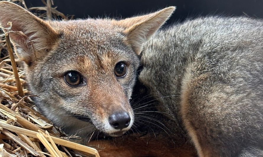 SAG Los Lagos retorna dos zorros a su medio natural