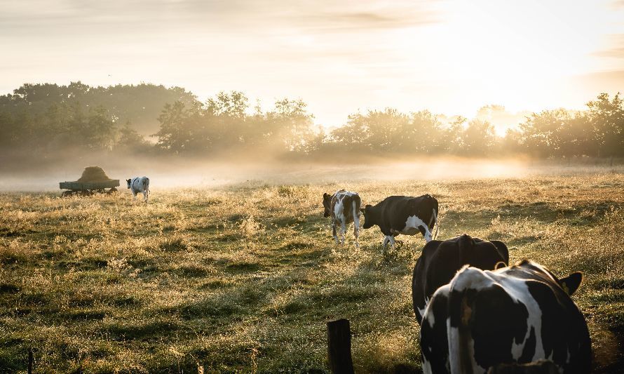 PTI de la Carne Bovina avanza en su crecimiento y expande sus redes para potenciar el sector