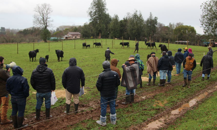 Con actividades en terreno presentan nuevo catálogo de toros de carne