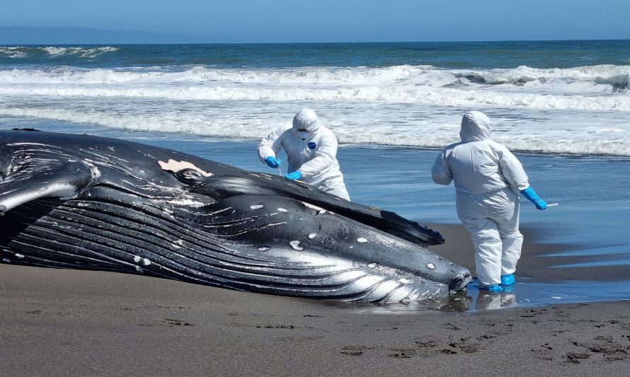 Día Mundial de las Ballenas y Delfines: Sernapesca mantiene su compromiso en la preservación de estas especies

 