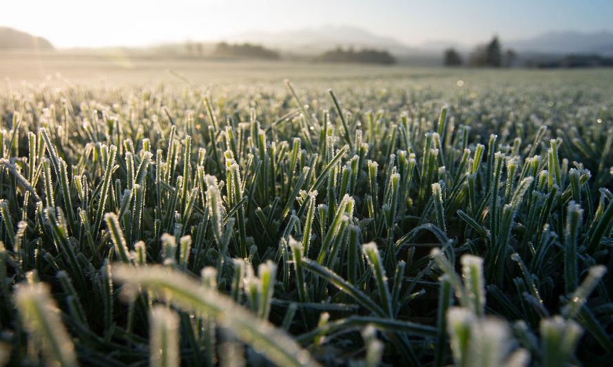 Fenómeno de El Niño: ¿traerá heladas para la agricultura de la zona central de Chile?