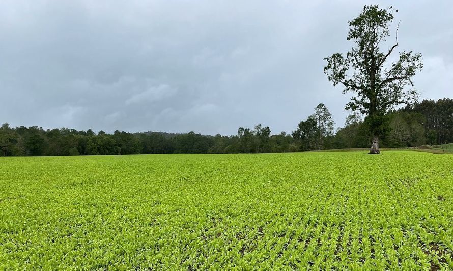 Equipo de Barenbrug de Nueva Zelanda es distinguido por su contribución al desarrollo de cultivos