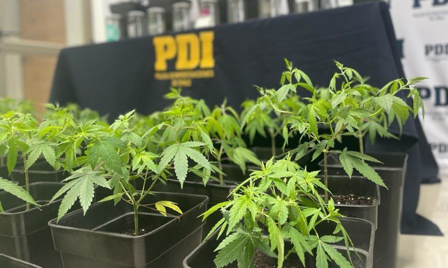 Detectives de la PDI incautan marihuana y detienen a presunto traficante en Quellón